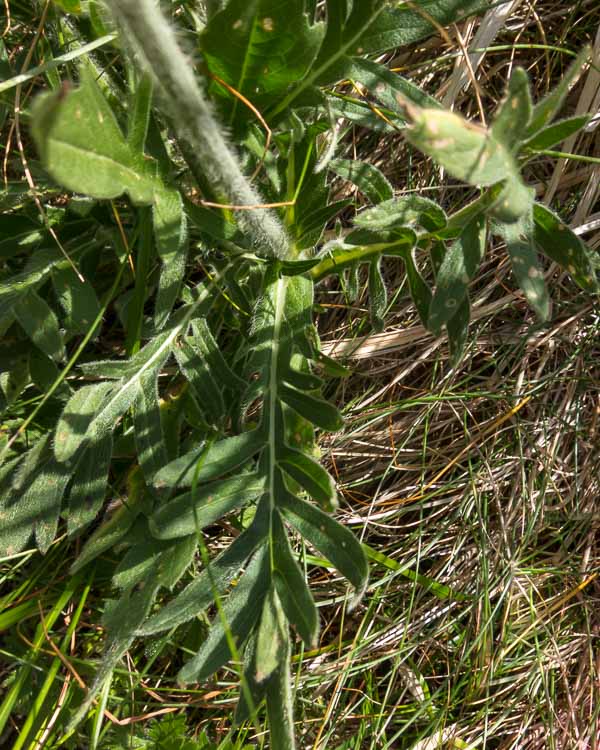 Knautia arvensis / Knautia comune